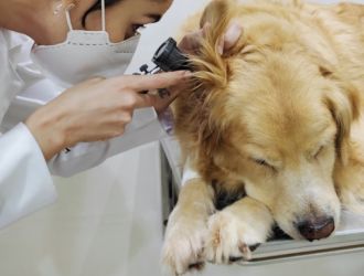 Dermatologia Veterinária 