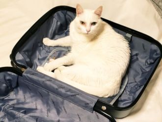 Viagens com cães e gatos
