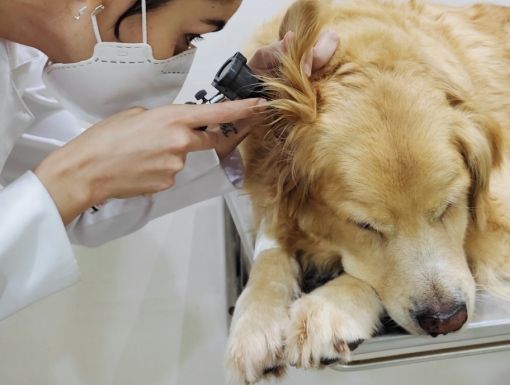 Dermatologia Veterinária