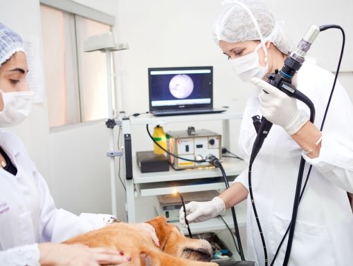 Endoscopia