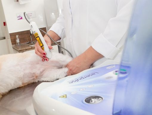 Fisioterapia Veterinária - Reabilitação Animal