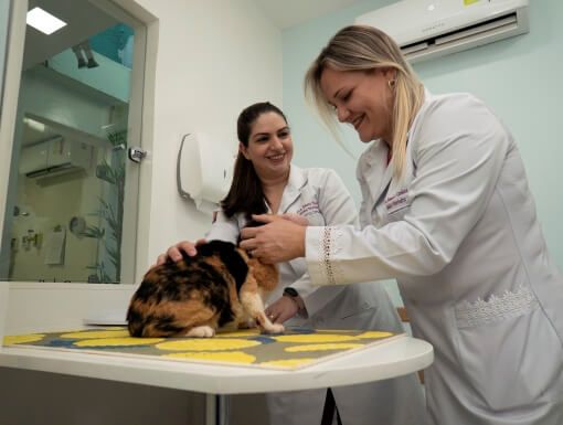 Medicina de Felinos