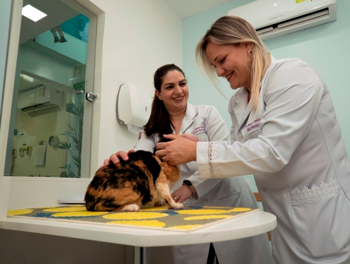 Medicina de Felinos