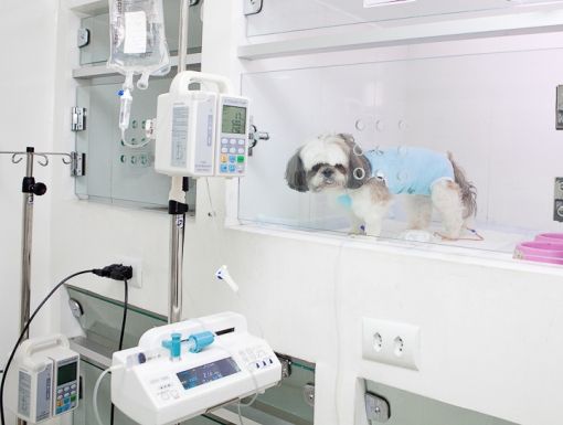 UTI e Acomodações