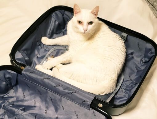 Viagens com cães e gatos