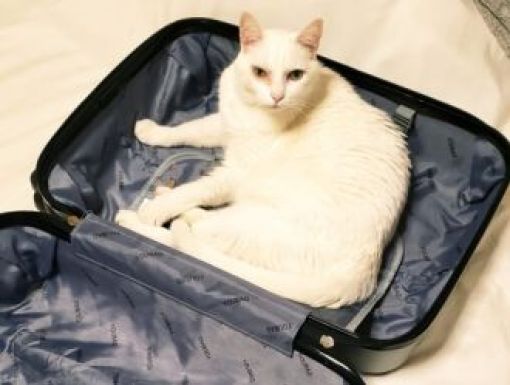 Viagens com cães e gatos